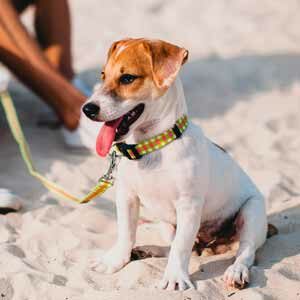 Llevar al perro en las vacaciones de verano y alimento para perros de calidad nutribon miniatura