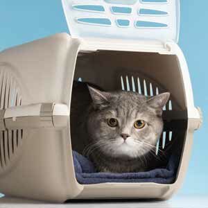 Trasladar a nuestros gatos al veterinario sin estrés y comida para gatos de calidad nutribon miniatura