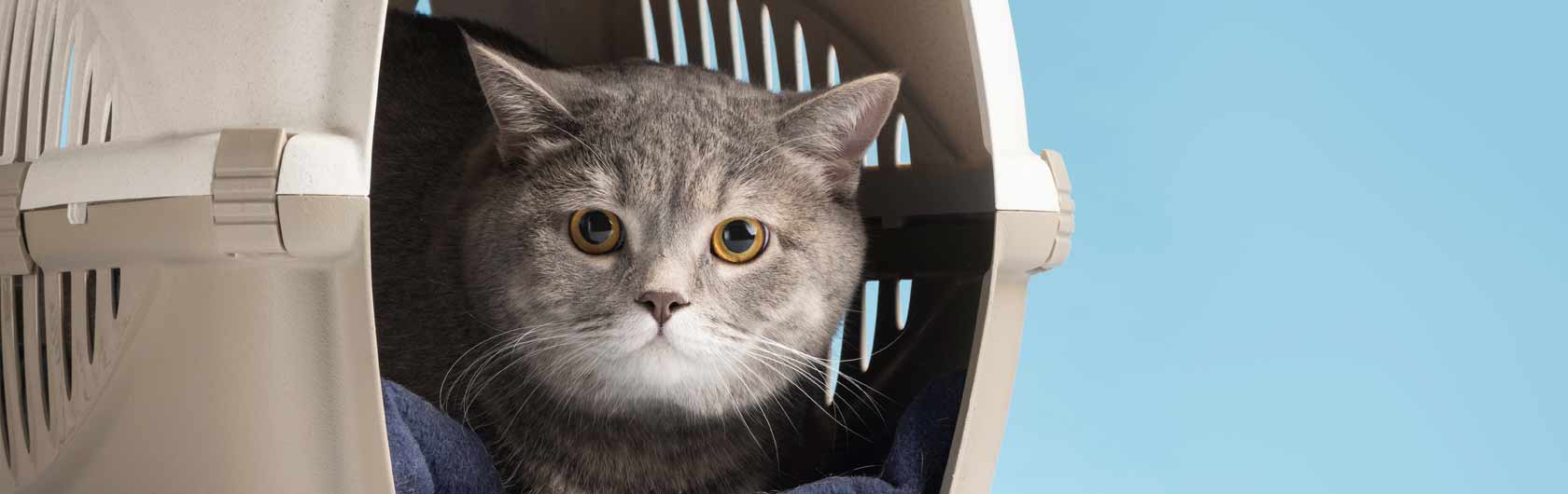 Trasladar a nuestros gatos al veterinario sin estrés y comida para gatos de calidad nutribon