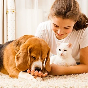 Vómitos en perros y gatos y comida para mascotas de calidad nutribon miniarura
