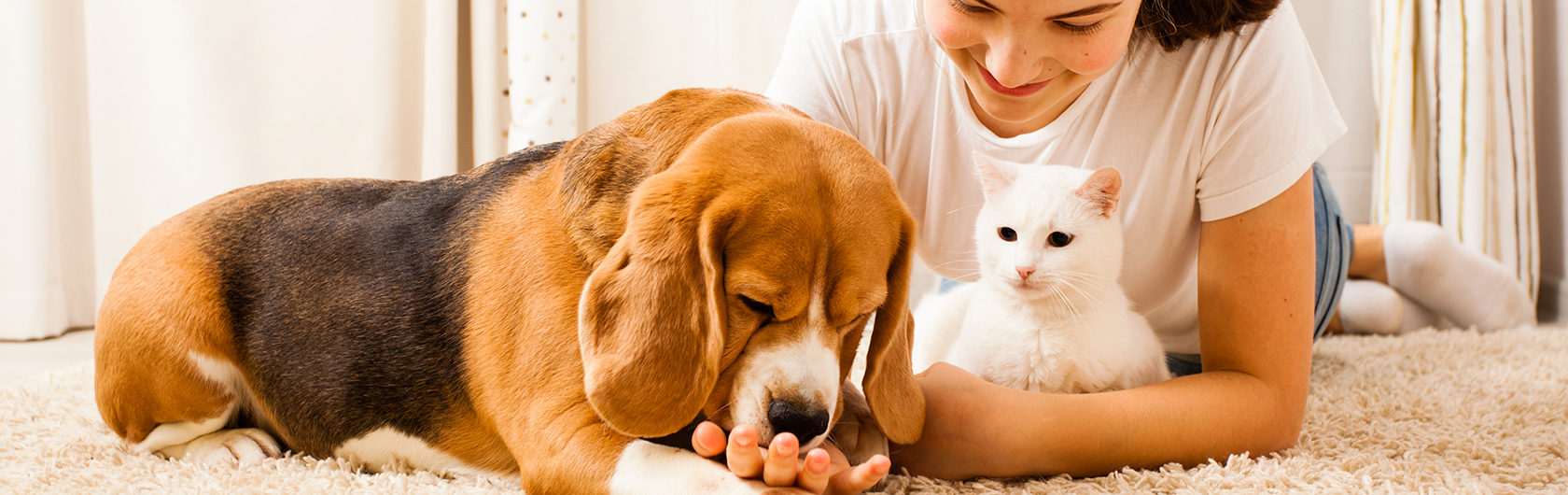 Vómitos en perros y gatos y comida para mascotas de calidad nutribon