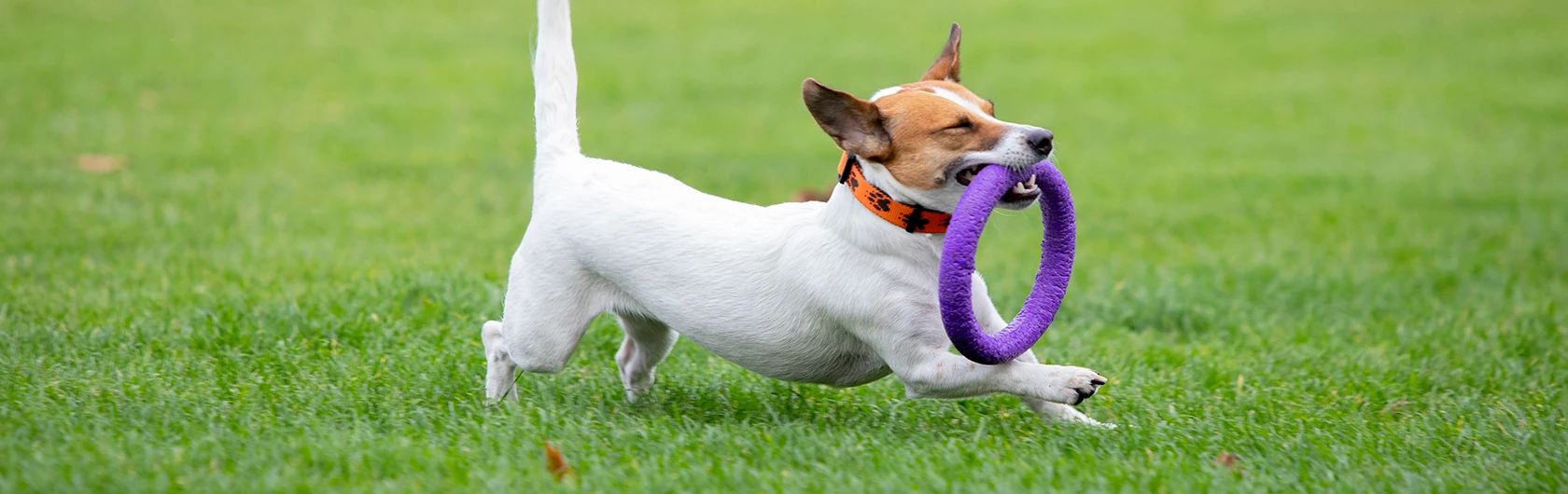 Adiestramiento canino y comida para perros de calidad nutribon