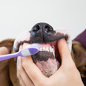 Cuidado-en-la-dentadura-de-perros-y-comida-para-perros-de-calidad-nutribon-miniatura