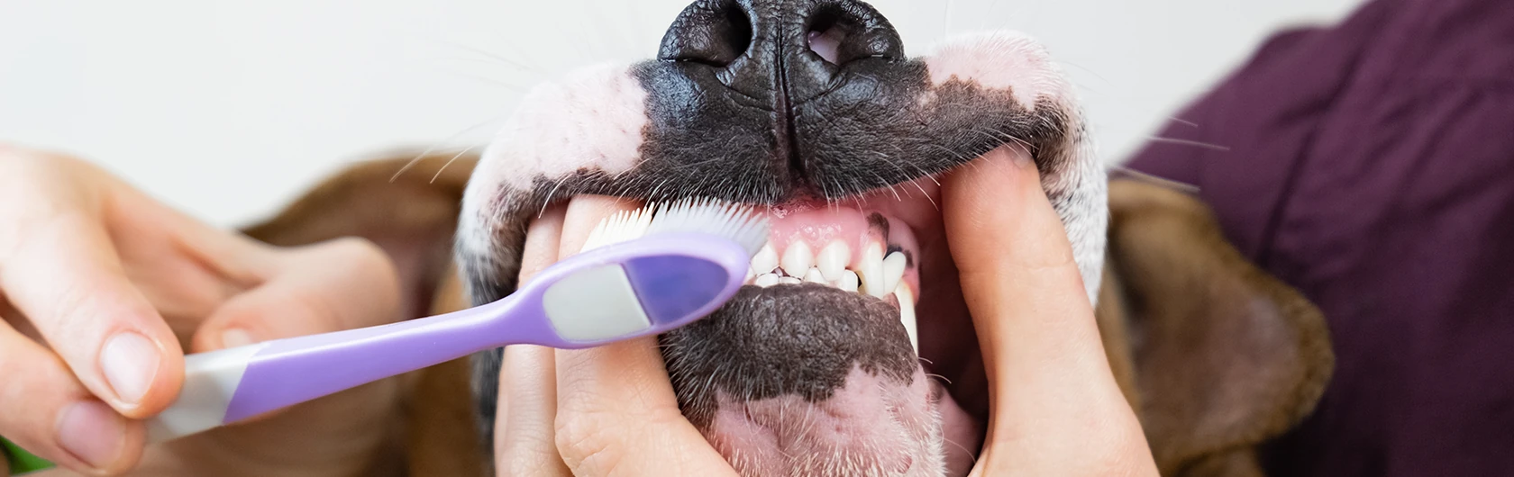 Cuidado-en-la-dentadura-de-perros-y-comida-para-perros-de-calidad-nutribon
