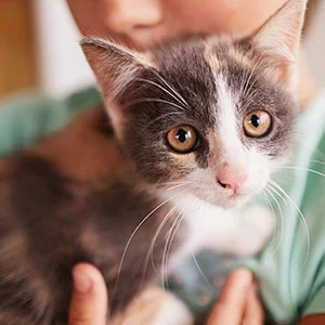 El-cuidado-de-gatos-y-alimentos-para-gatos-de-calidad-nutribon-miniatura