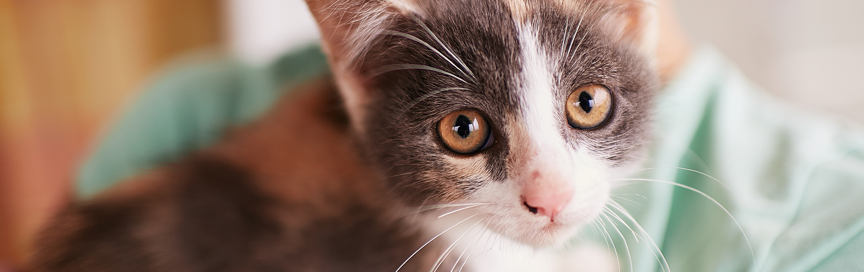 El-cuidado-de-gatos-y-alimentos-para-gatos-de-calidad-nutribon