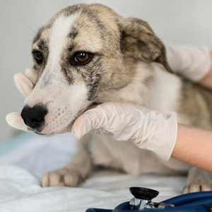La-castración-y-la-salud-de-los-perros-y-comidas-para-perros-de-calidad-nutribon-miniatura