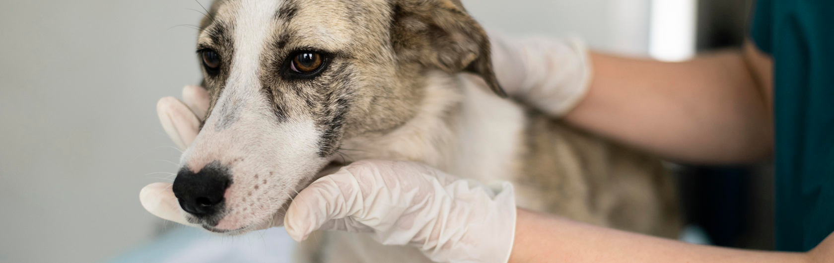 La-castración-y-la-salud-de-los-perros-y-comidas-para-perros-de-calidad-nutribon La-castración-y-la-salud-de-los-perros-y-comidas-para-perros-de-calidad-nutribon