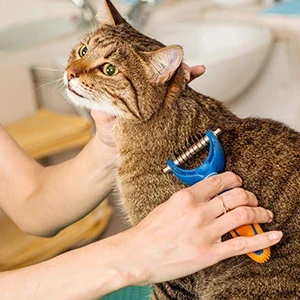 La-higiene-de-gatos-y-comida-para-gatos-de-calidad-nutribon-miniatura