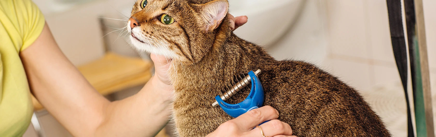 La-higiene-de-gatos-y-comida-para-gatos-de-calidad-nutribon