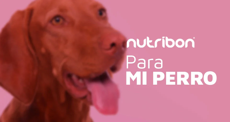 alimento para perros de calidad nutribon
