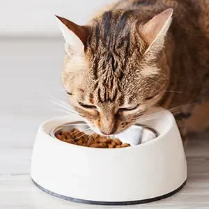 Alimentos-buenos-para-gatos-de-calidad-nutribon-miniatura