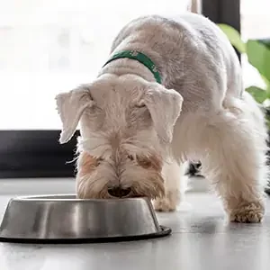 Alimentos-peligrosos-para-perros-y-alimentos-para-perros-de-calidad-nutribon-miniatura