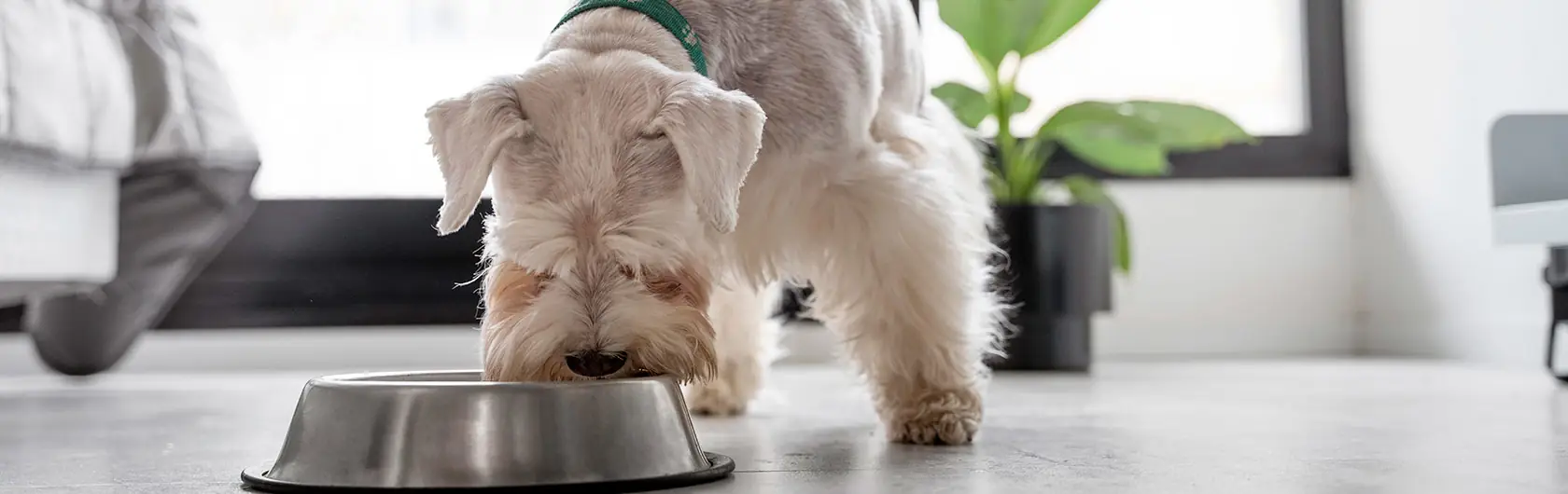 Alimentos-peligrosos-para-perros-y-alimentos-para-perros-de-calidad-nutribon