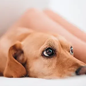 La-Sarna-en-Perros-Cómo-una-alimentación-adecuada-puede-ayudar-y-alimentos-para-perros-de-calidad-nutribon-miniatura