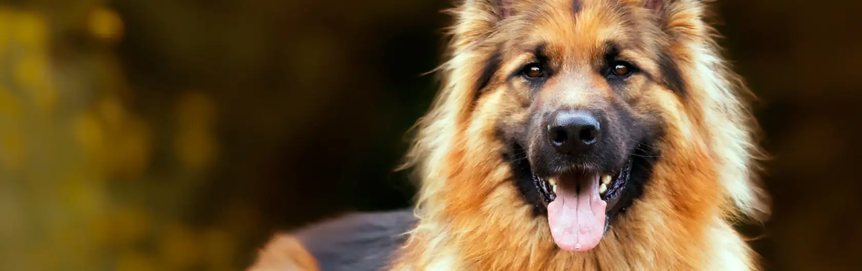 Alergias de Primavera en Perros y alimentos para perros de calidad nutribon