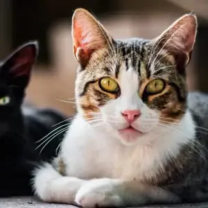 Alergias en Gatos y alimentos para gatos de calidad nutribon miniatura