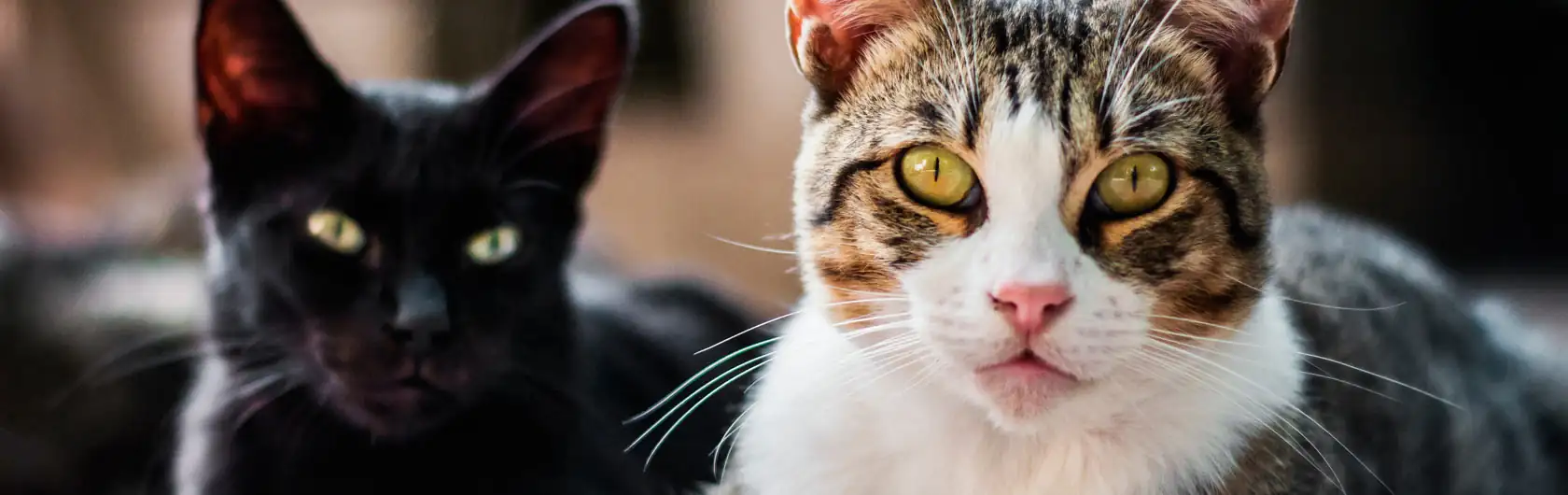 Alergias en Gatos y alimentos para gatos de calidad nutribon