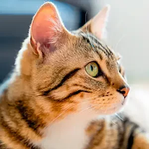 Dermatitis Atópica Felina y comida para gatos de calidad nutribon miniatura