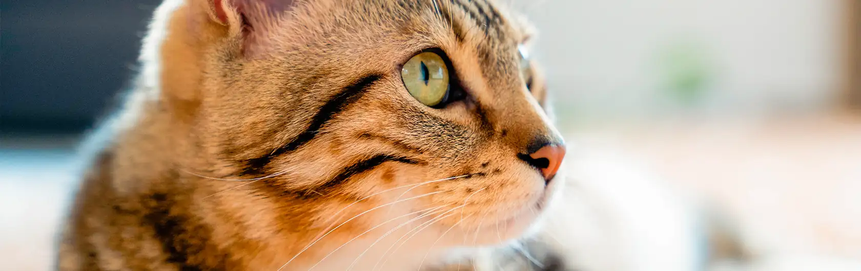 Dermatitis Atópica Felina y comida para gatos de calidad nutribon