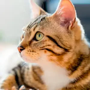 La Importancia de la Comida para Gatos durante el Embarazo y comida para gatos de calidad nutribon miniatura
