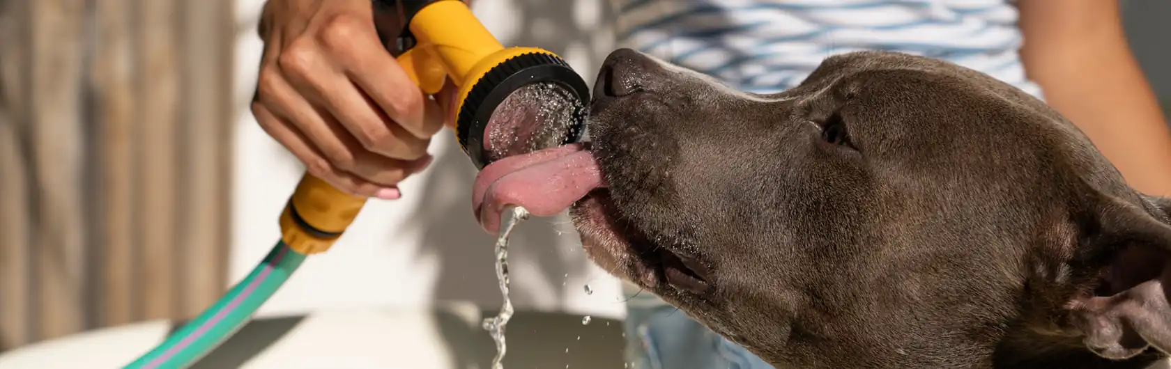 Cómo Cuidar a tu Compañero Canino en el Calor y alimento para perros de calidad nutribon