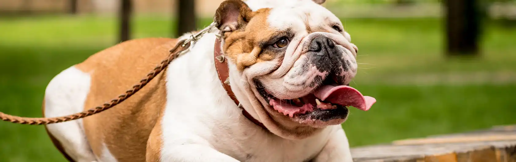 El Misterioso Estornudo Inverso en Perros Adultos y alimentos para perros de calidad nutribon