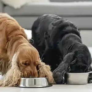 Control de Peso en Perros Adultos y la Importancia de una Dieta Balanceada y comida para perros de calidad nutribon miniatura