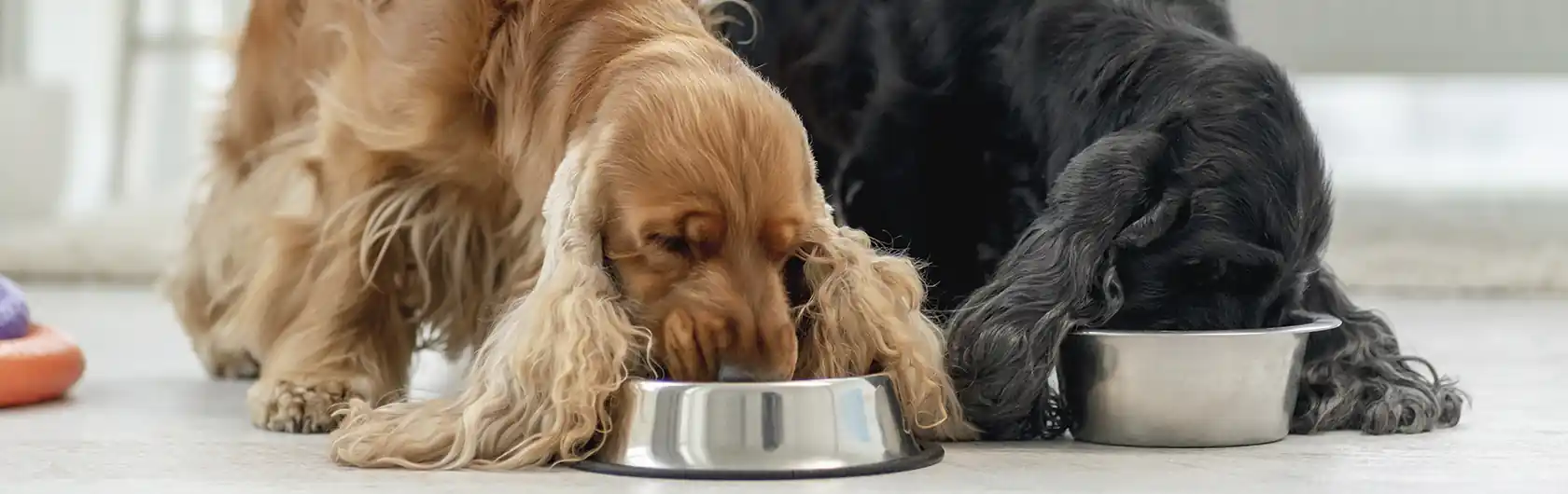 Control de Peso en Perros Adultos y la Importancia de una Dieta Balanceada y comida para perros de calidad nutribon