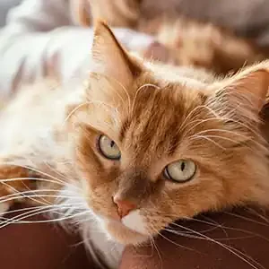 Control de Peso y Ejercicio Diario en Gatos Adultos y comida para gatos de calidad nutribon miniatura
