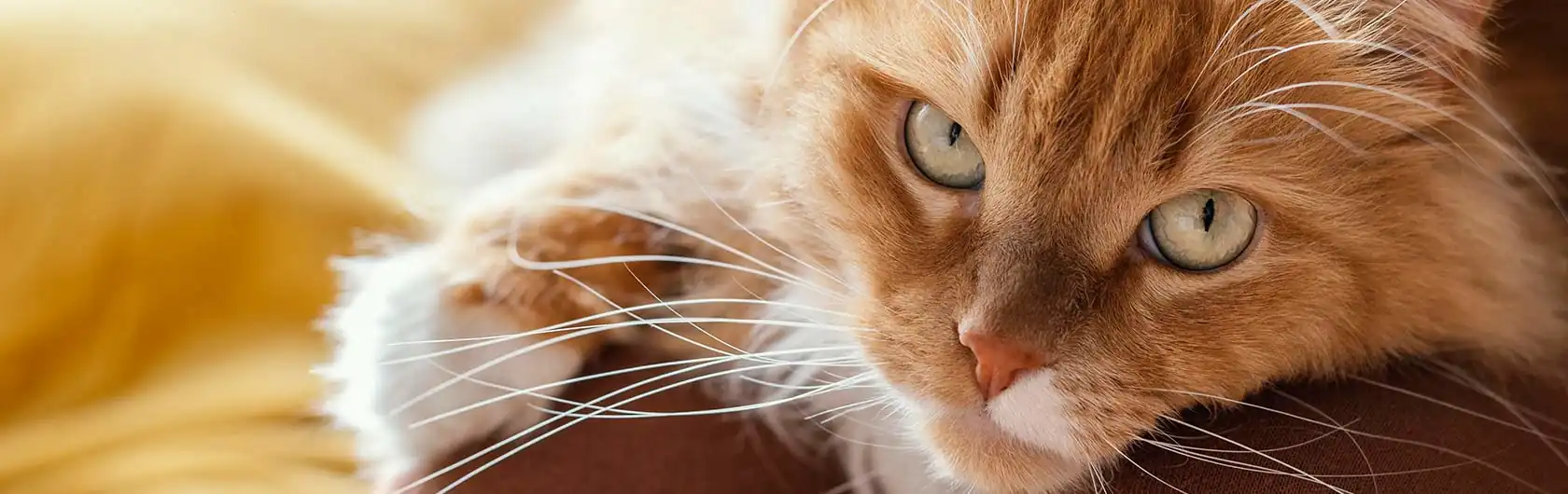 Control de Peso y Ejercicio Diario en Gatos Adultos y comida para gatos de calidad nutribon