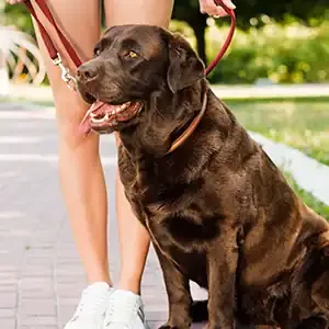 Frecuencias de Paseo para la Felicidad Canina y alimento para perros de calidad nutribon miniatura