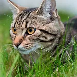 Cuidados Cruciales para Gatos en Verano y alimento para gatos de calidad nutribon miniatura