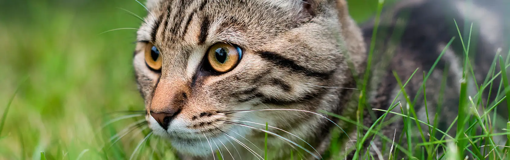 Cuidados Cruciales para Gatos en Verano y alimento para gatos de calidad nutribon