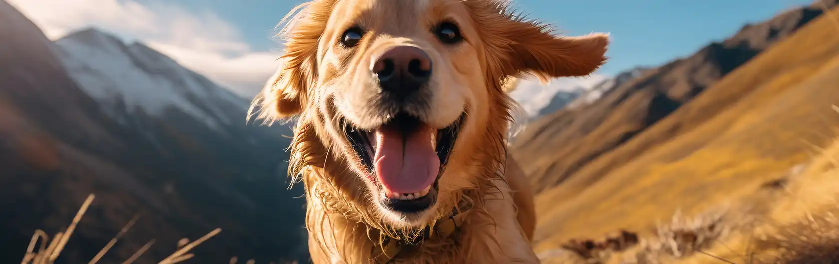 Vómitos en Perros y Alimentos para perros de calidad nutribon