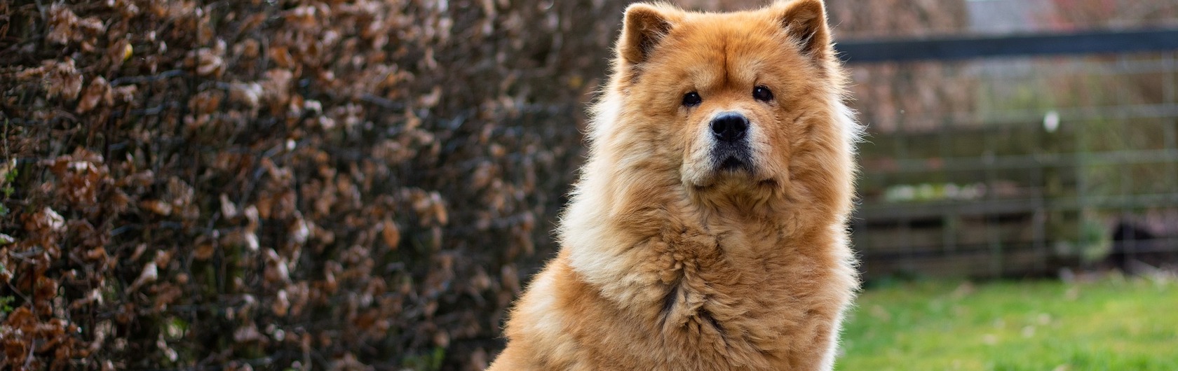 Chow Chow