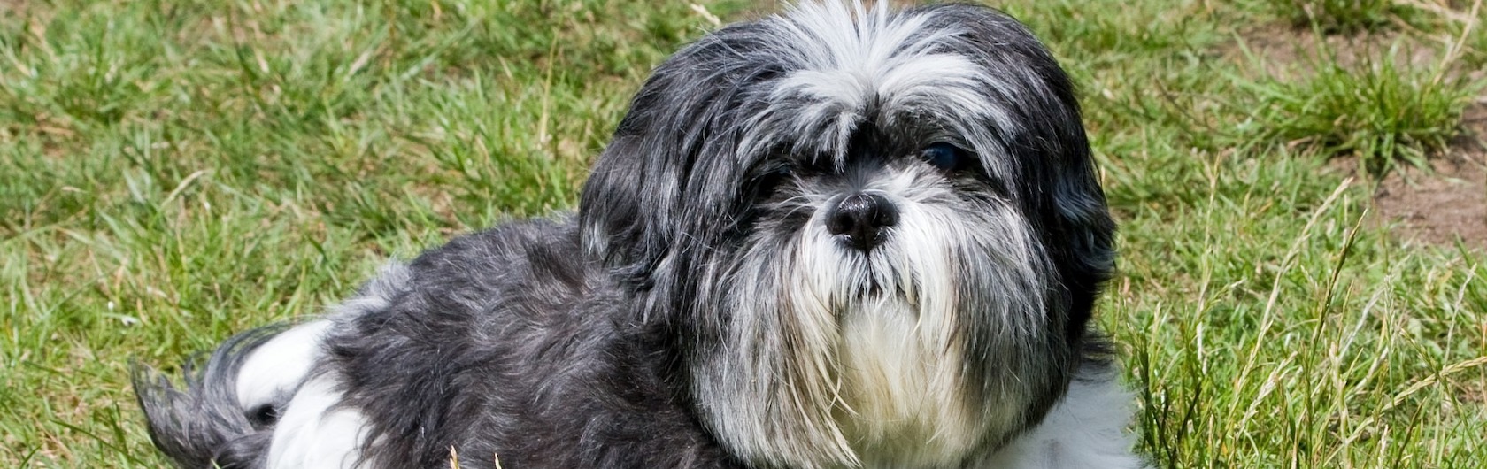 Shih Tzu