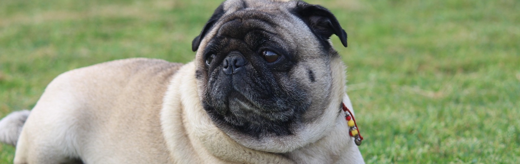 Perro Pug