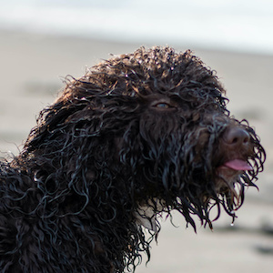 Perro de agua