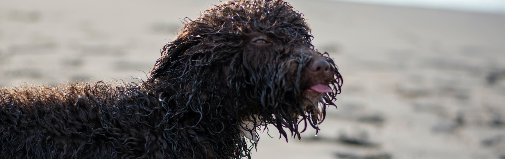 Perro de agua