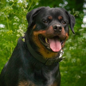 Perro Rottweiler