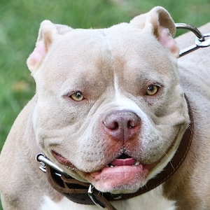 American bully