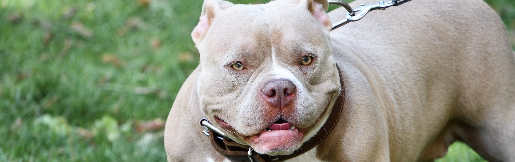 American bully