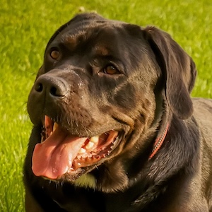 Cane corso