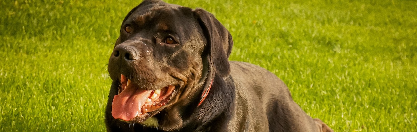 Cane corso