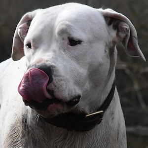 Dogo argentino