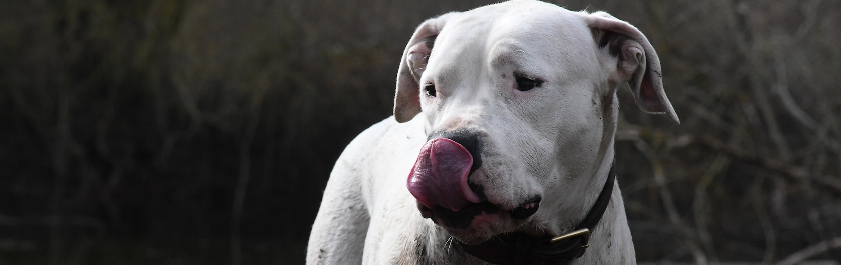 Dogo argentino