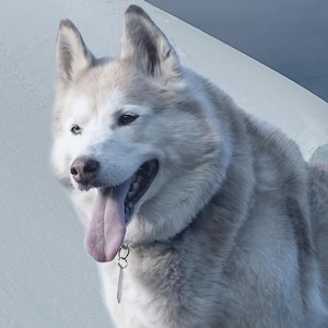 Husky Siberiano