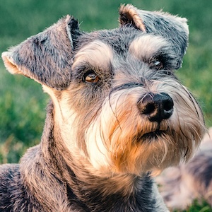 Schnauzer