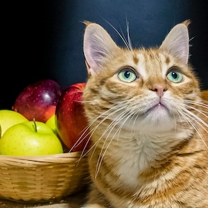 Qué frutas pueden comer los gatos